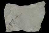 Pennsylvanian Fossil Fern (Neuropteris) Plate - Kentucky #158861-1